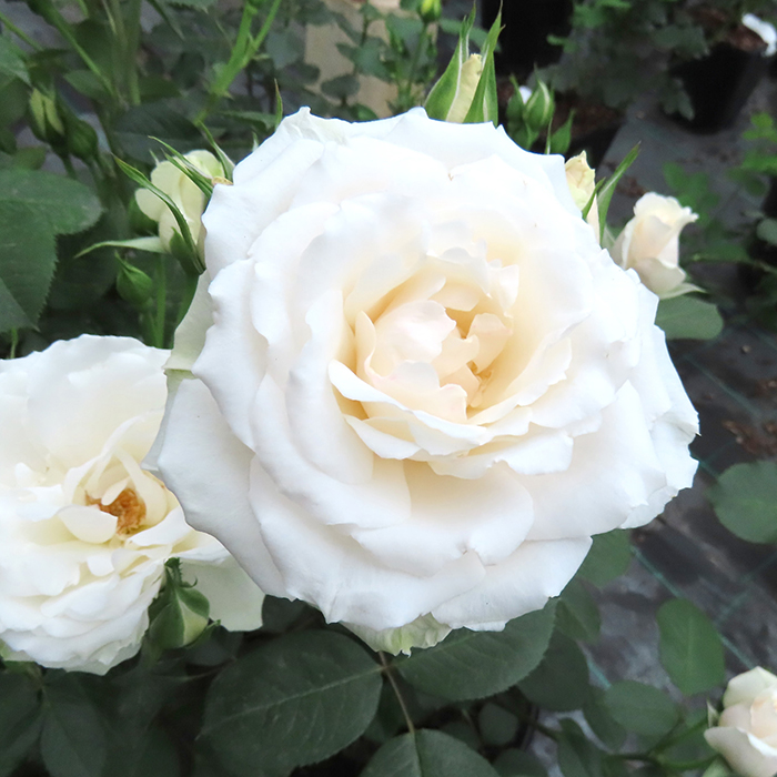 Rose Tin Wedding 10th Anniver. 4L pot NGW