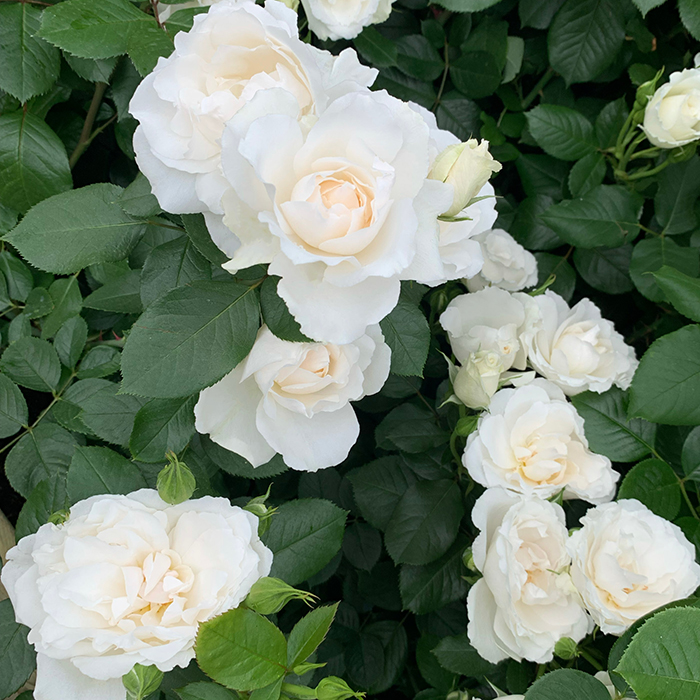 Rose Tin Wedding 10th Anniver. 4L pot NGW