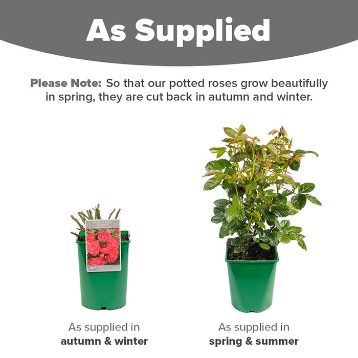 Rose Raspberry Ripple (Papageno) 4L pot NGW