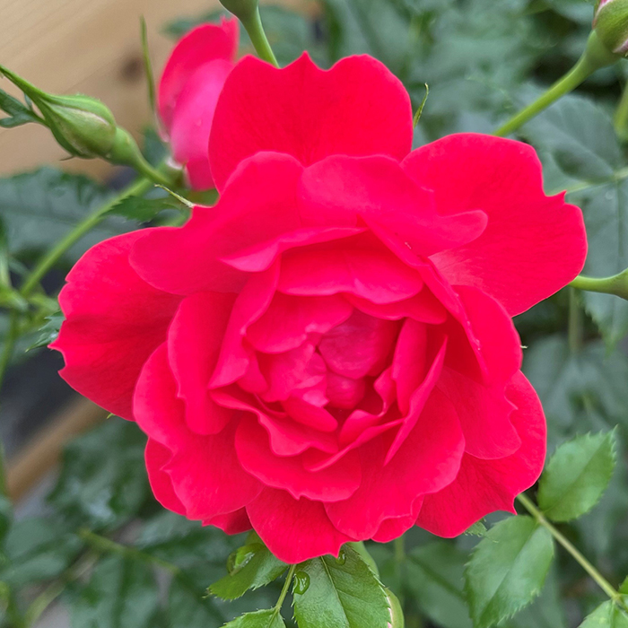 Rose Raspberry Royale 4L pot NGW