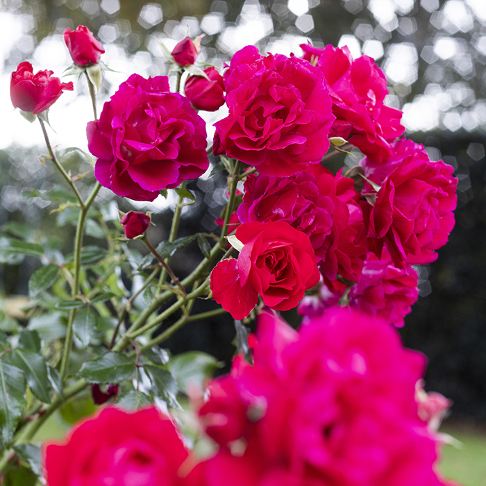 Rose Raspberry Royale 4L pot NGW