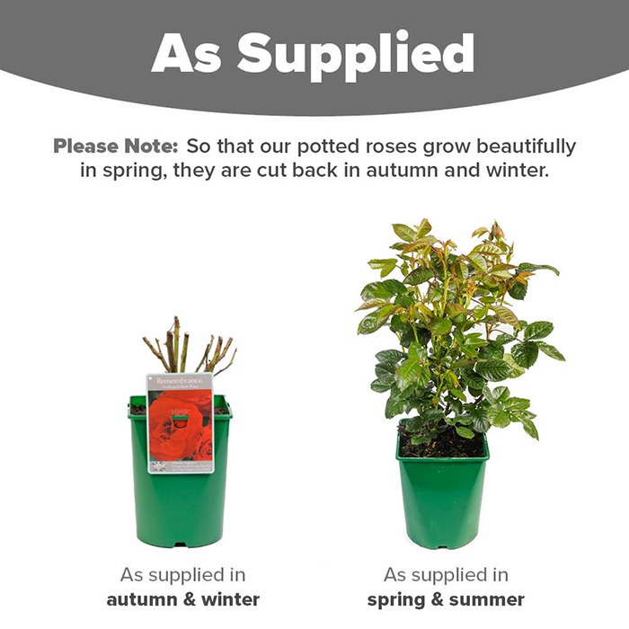 Rose Remembrance 4L pot NGW