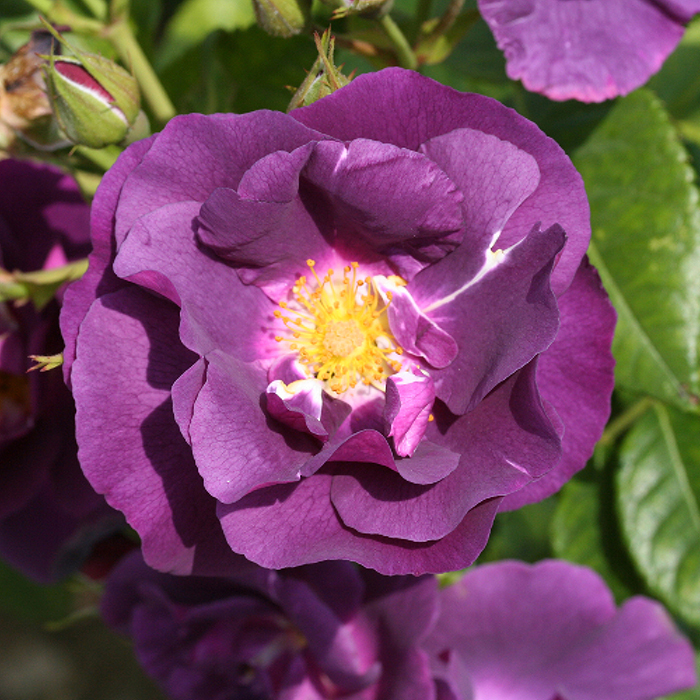 Rose Rhapsody in Blue 4L pot (ROTY 2003) NGW