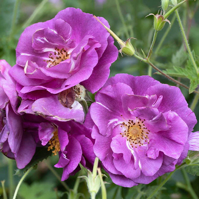 Rose Rhapsody in Blue 4L pot (ROTY 2003) NGW