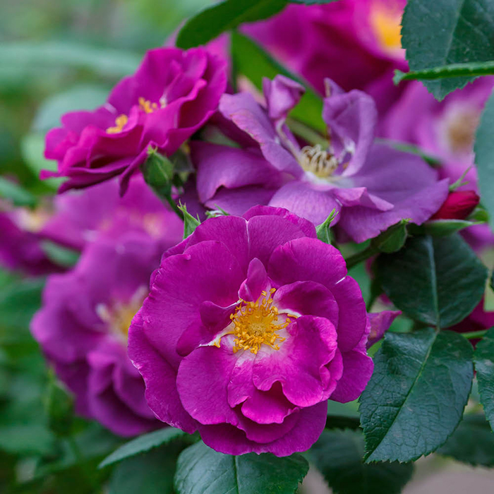 Rose Rhapsody in Blue 4L pot (ROTY 2003) NGW