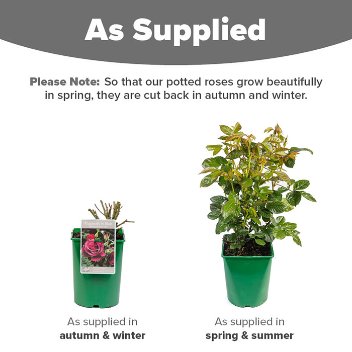 Rose Rhapsody in Blue 4L pot (ROTY 2003) NGW