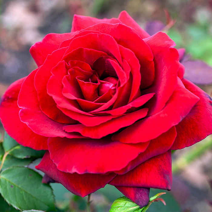 Rose Royal William 4L pot (ROTY 1987) NGW