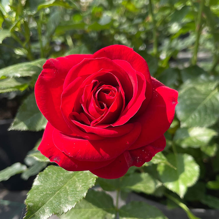 Rose Royal William 4L pot (ROTY 1987) NGW
