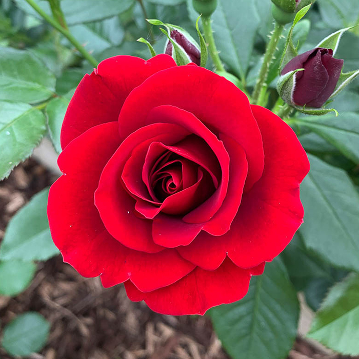 Rose Royal William 4L pot (ROTY 1987) NGW