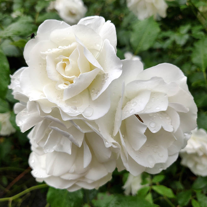 Rose Fab at 85 4L pot NGW