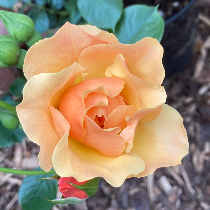 Rose Sharon's Rose 4L Pot NGW