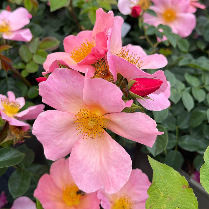 Rose Simple Peach 4L pot NGW