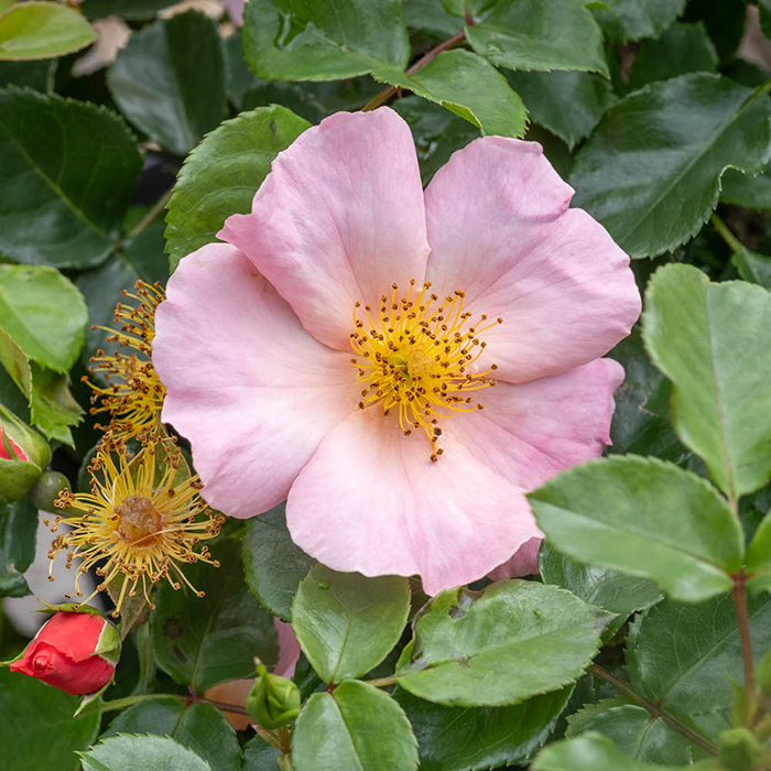 Rose Simple Peach 4L pot NGW