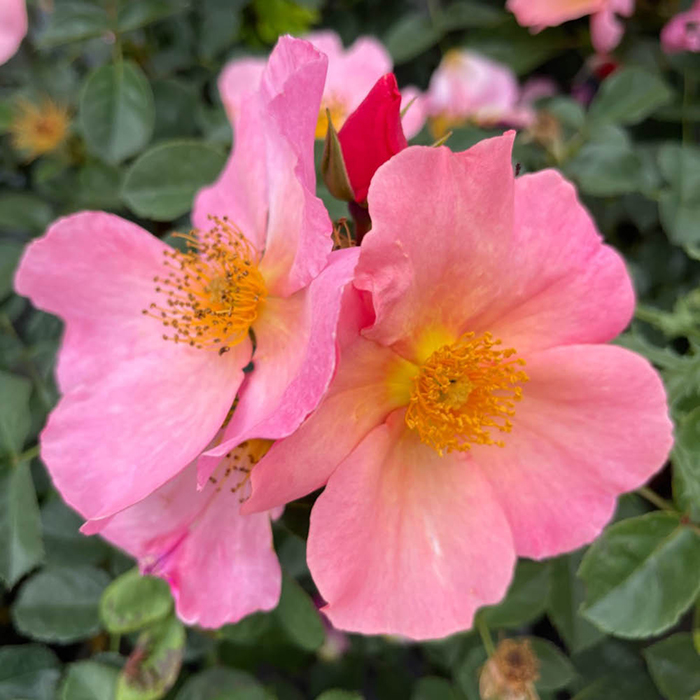 Rose Brian's Rose 4L pot NGW