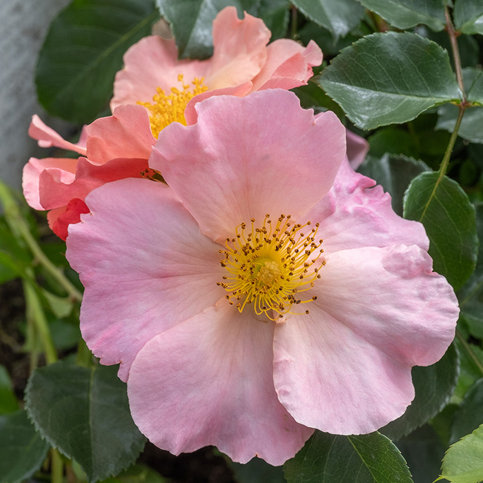 Rose Brian's Rose 4L pot NGW