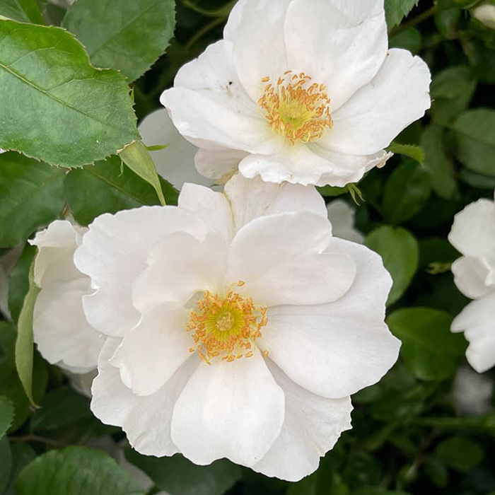 Rose Teresa's Rose 4L Pot NGW