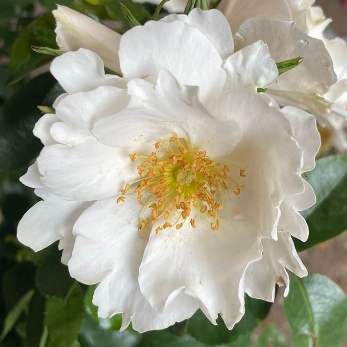 Rose Ronald's Rose 4L Pot NGW