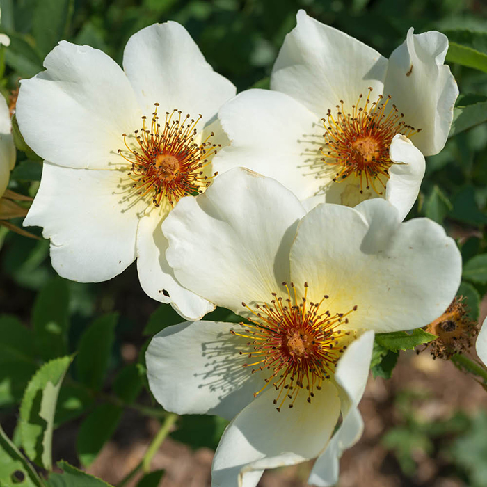 Rose Simple Yellow 4L pot NGW