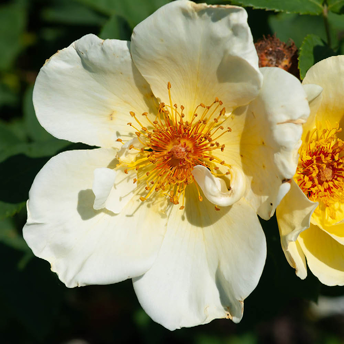 Rose Simple Yellow 4L pot NGW