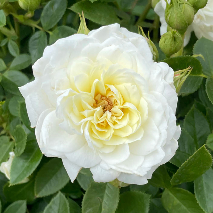 Rose Nicole's Rose 4L Pot NGW