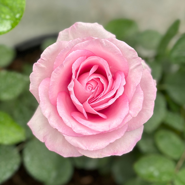 Rose Spark of Life 4L pot C NGW