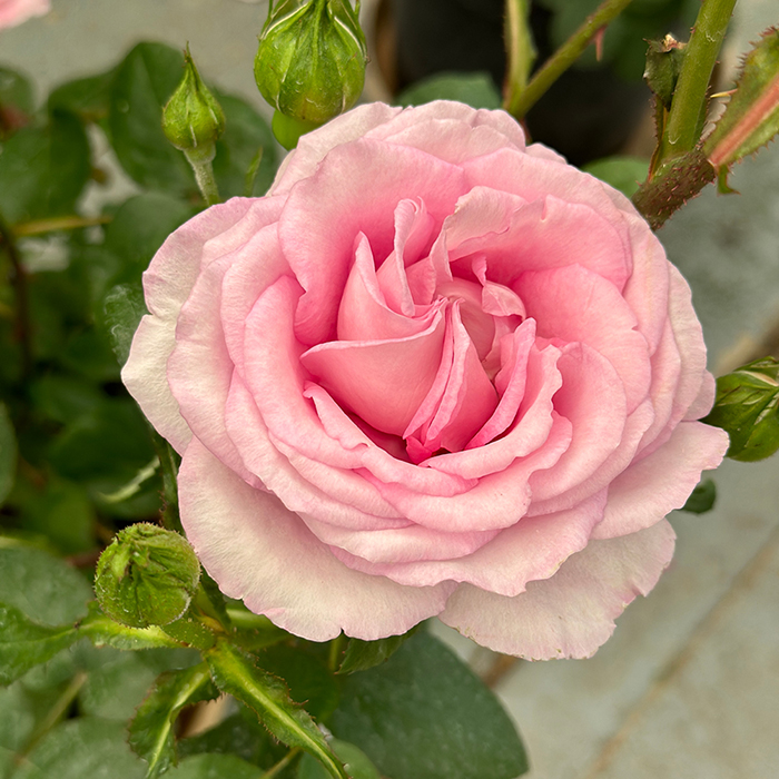 Rose Spark of Life 4L pot C NGW