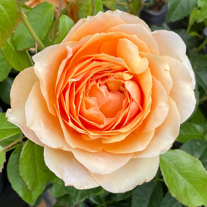 Rose Robin's Rose 4L Pot NGW