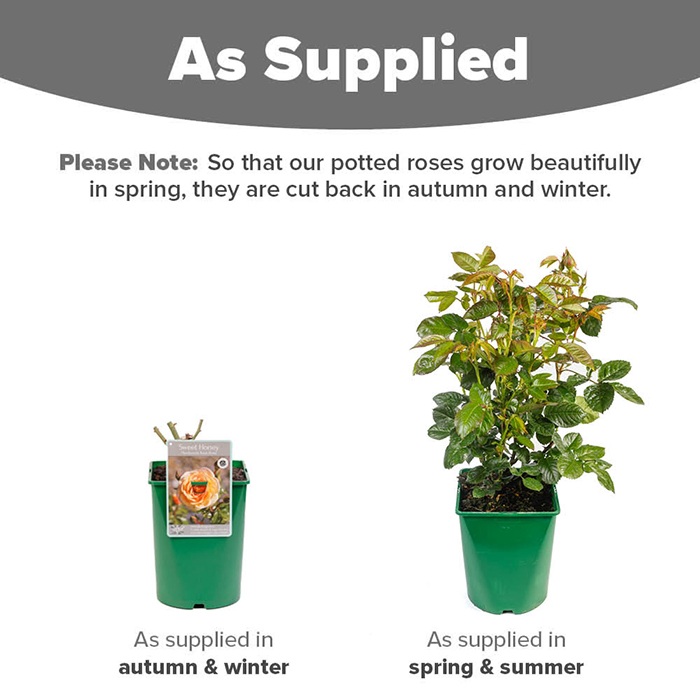 Rose Sweet Honey 4L pot (ROTY 2020) NGW