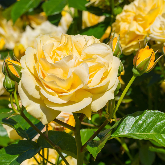 Rose Sweet Memories 4L pot NGW