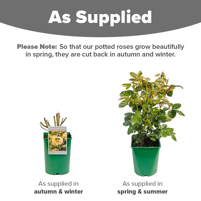 Rose Sweet Memories 4L pot NGW