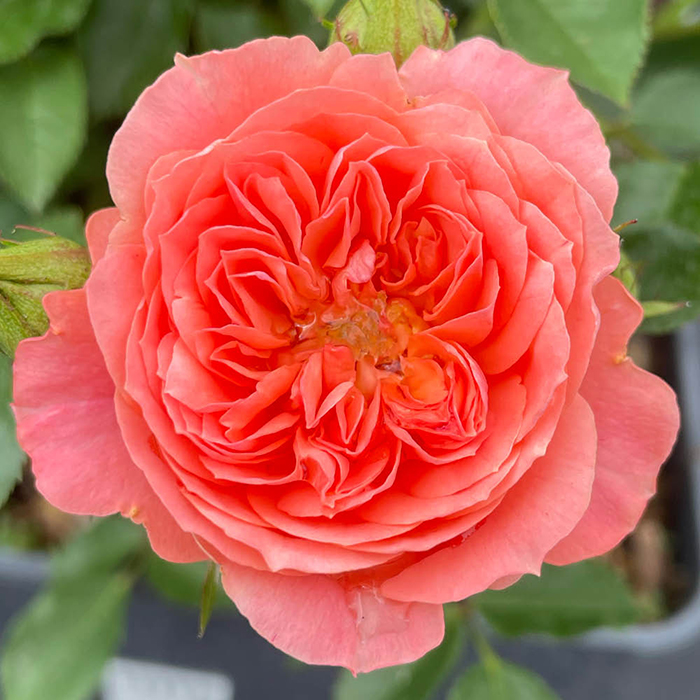 Rose Gregory's Rose 4L Pot NGW