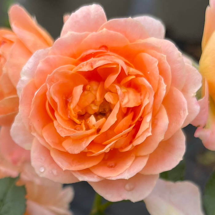 Rose Gregory's Rose 4L Pot NGW