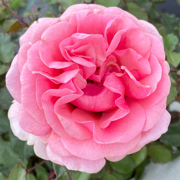 Rose Special Grandma 4L pot NGW