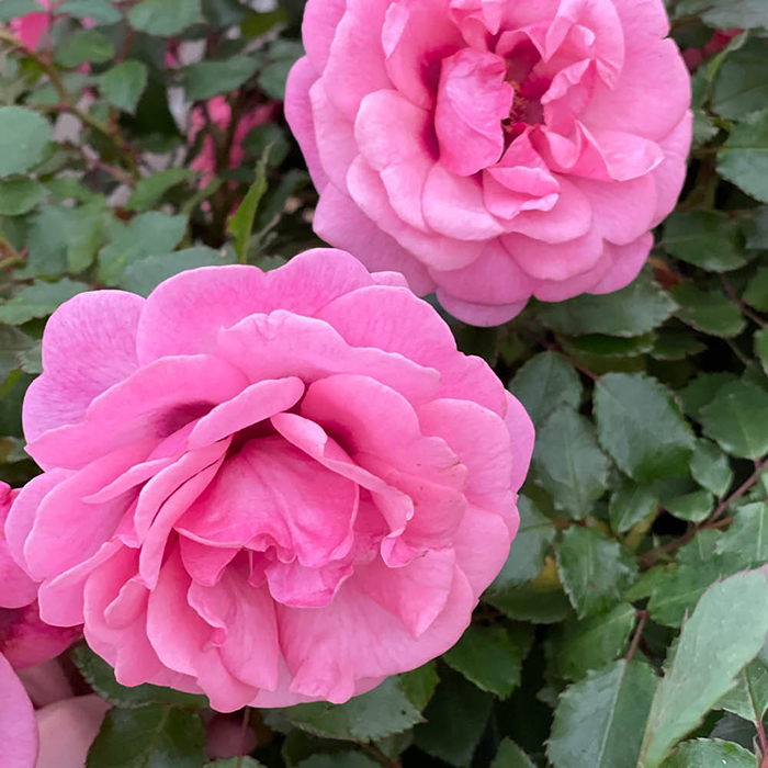 Rose Special Grandma 4L pot NGW