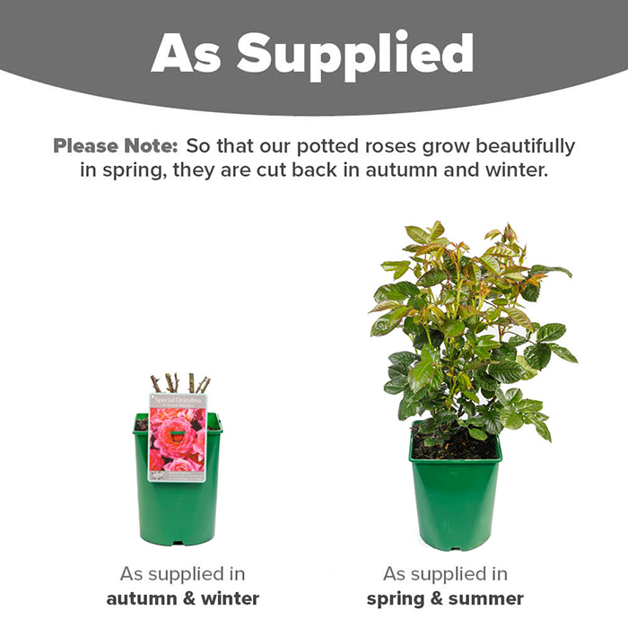 Rose Special Grandma 4L pot NGW