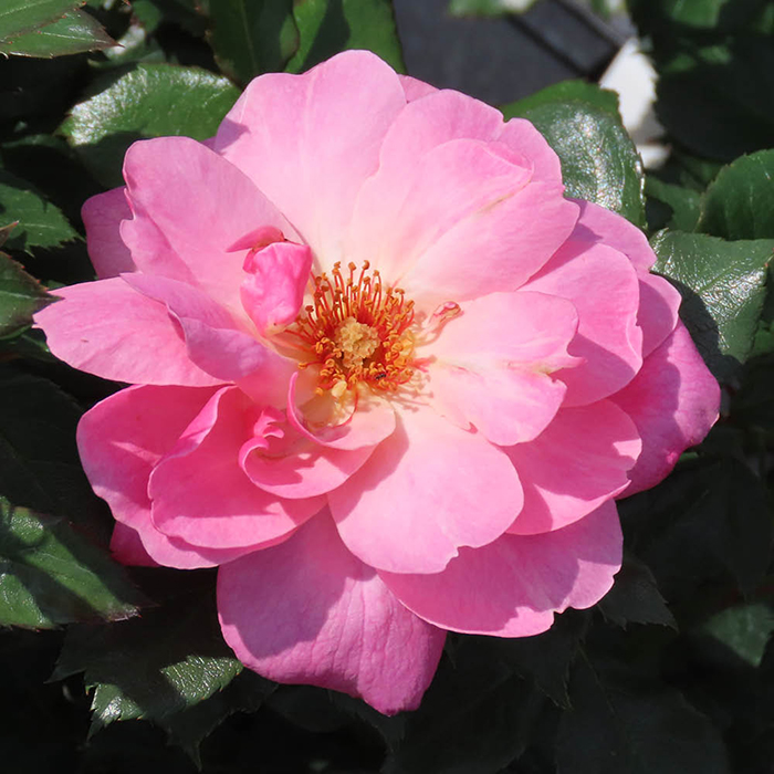 Rose Donald's Rose 4L Pot NGW