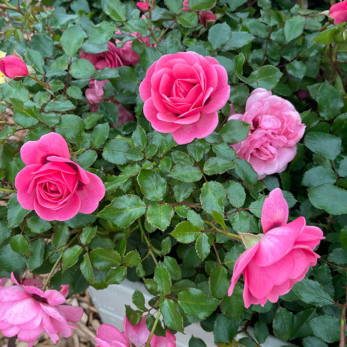 Rose Donald's Rose 4L Pot NGW