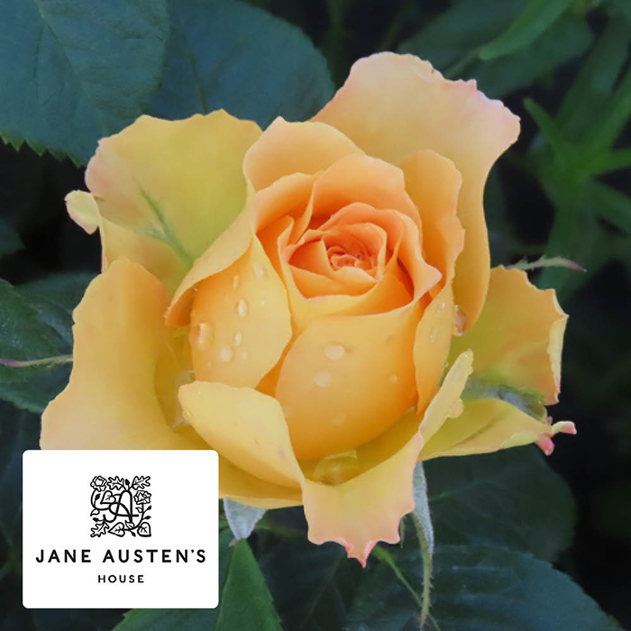 Rose Jane Austens 