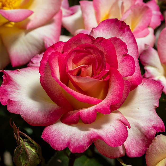 Rose You're My everything 4L Pot (ROTY 2025) NGW