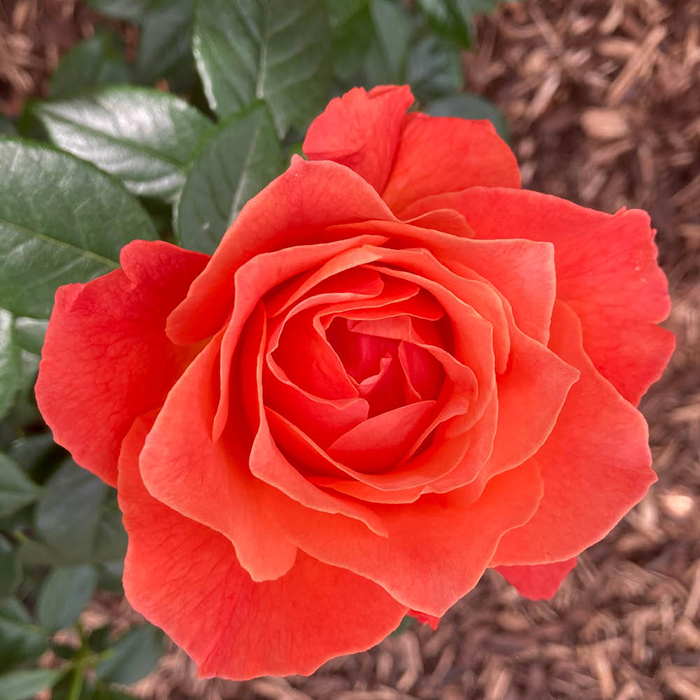 Rose Word Forest 4L Pot C NGW