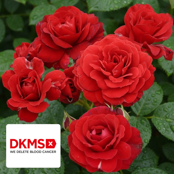 Rose Stems of Hope 4L Pot C NGW