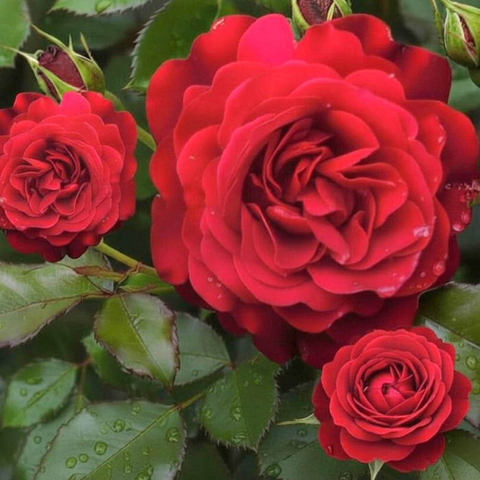 Rose Stems of Hope 4L Pot C NGW