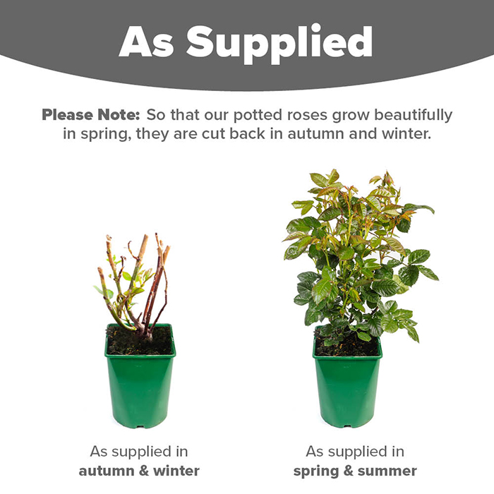 Rose Stems of Hope 4L Pot C NGW