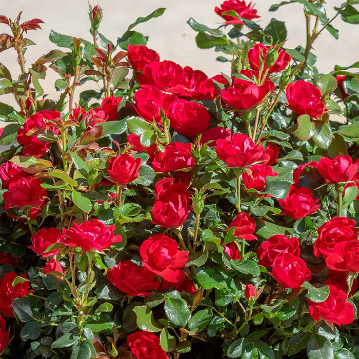 Rose Zepeti 65-75cm Half Standard 3L NGW