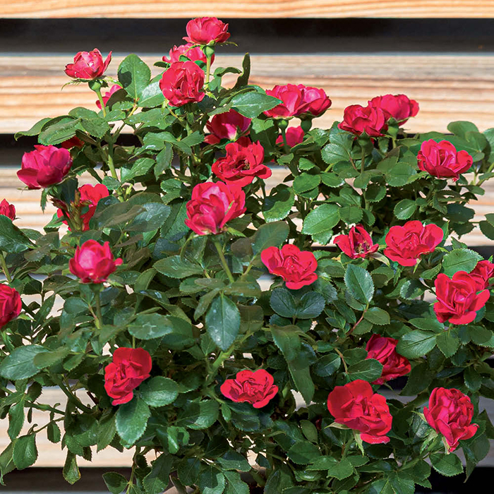 Rose Zepeti 65-75cm Half Standard 3L NGW