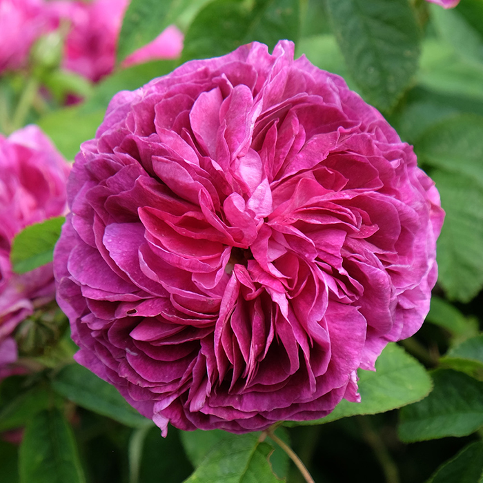 Rose Charles de Mills 4L pot NGW