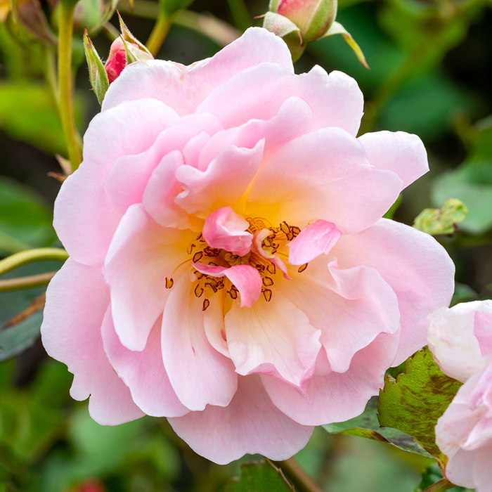Rose Felicia 4L pot NGW