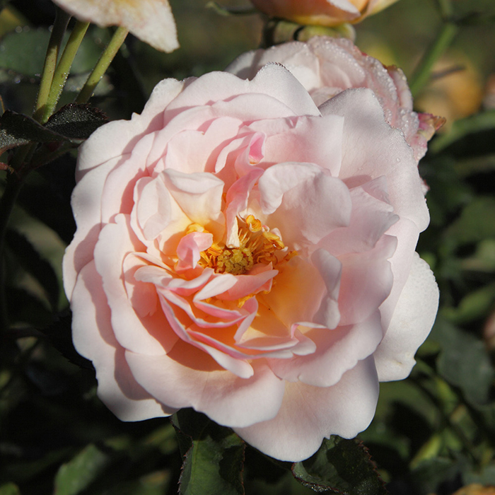 Rose Felicia 4L pot NGW
