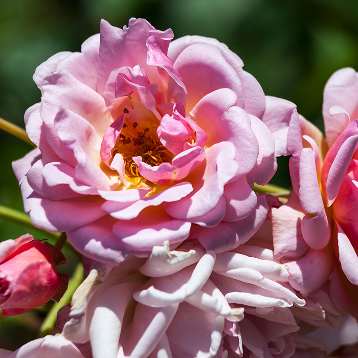 Rose Felicia 4L pot NGW