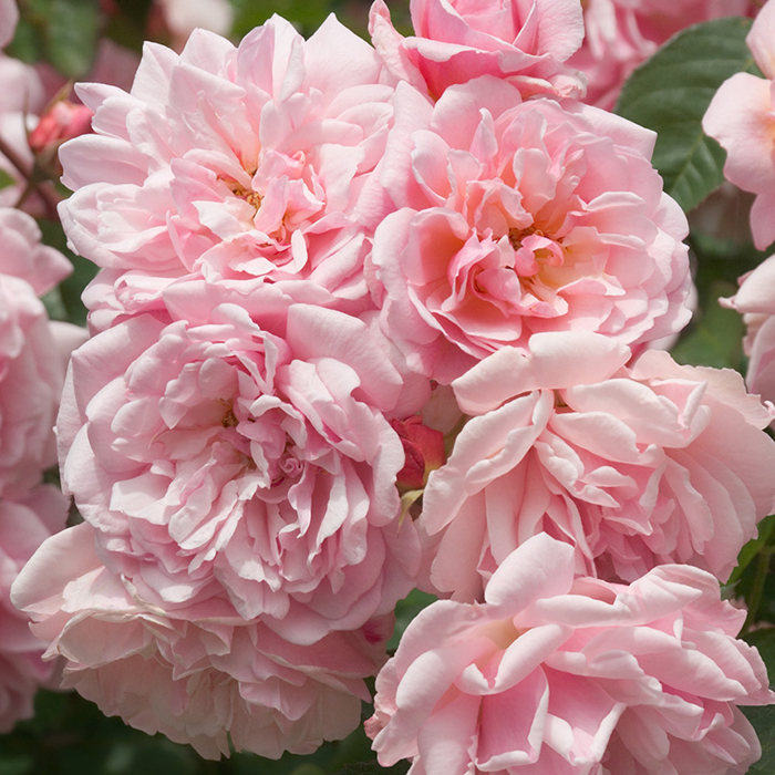 Rose Felicia 4L pot NGW